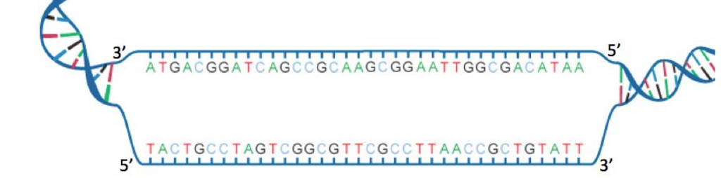 Question: The illustration below shows a portion of a gene undergoingtranscription. The bottom strand is t...