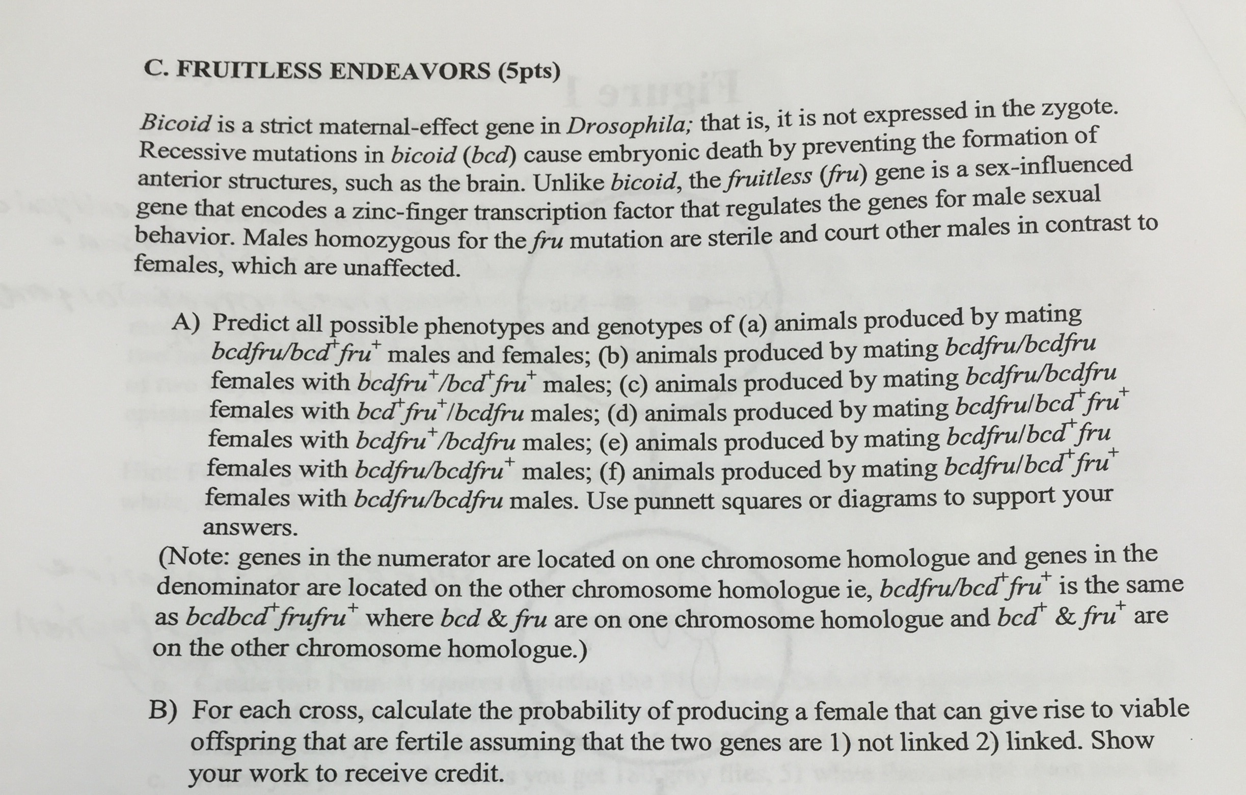 Question: Bicoid is a strict maternal-effect gene in Drosophila; that is, it is not expressed in the zygote...