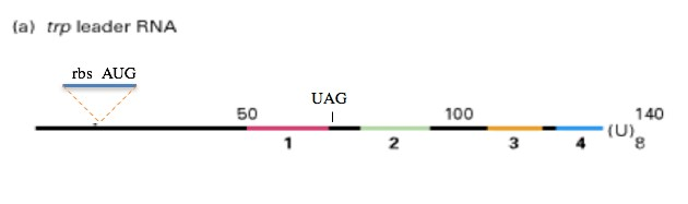 Question: Consider a hypothetical strain ofE. coli (strain 401) that contains a small deletion in thelead...