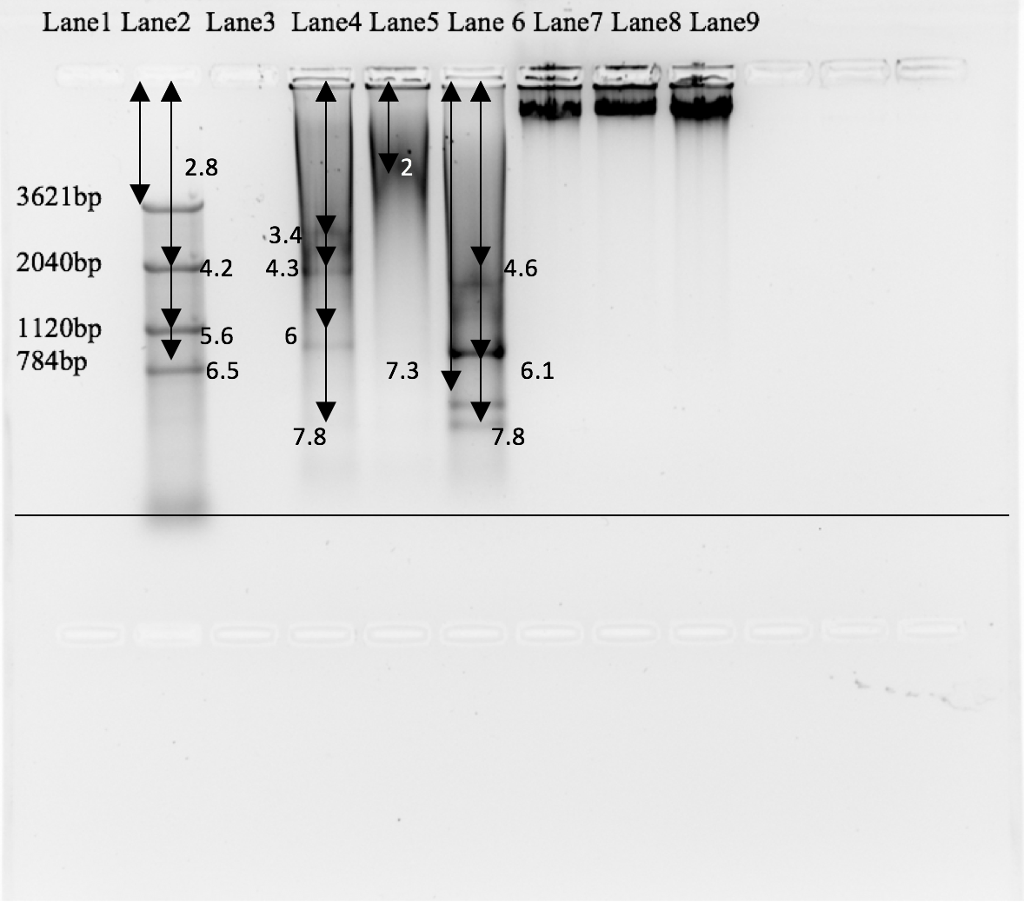 Question: Make a standard curve from the gel and show the Rf value and thesize using ExcelLane1 blankLa...
