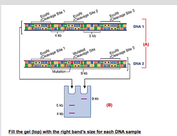 Question: EcoRi Cleavage Site1 ECORI Cleavage Site 2 EcoRi Cleavage Site 3 4 kb 5 kb DNA 1 EcoRi Mutated Cl...