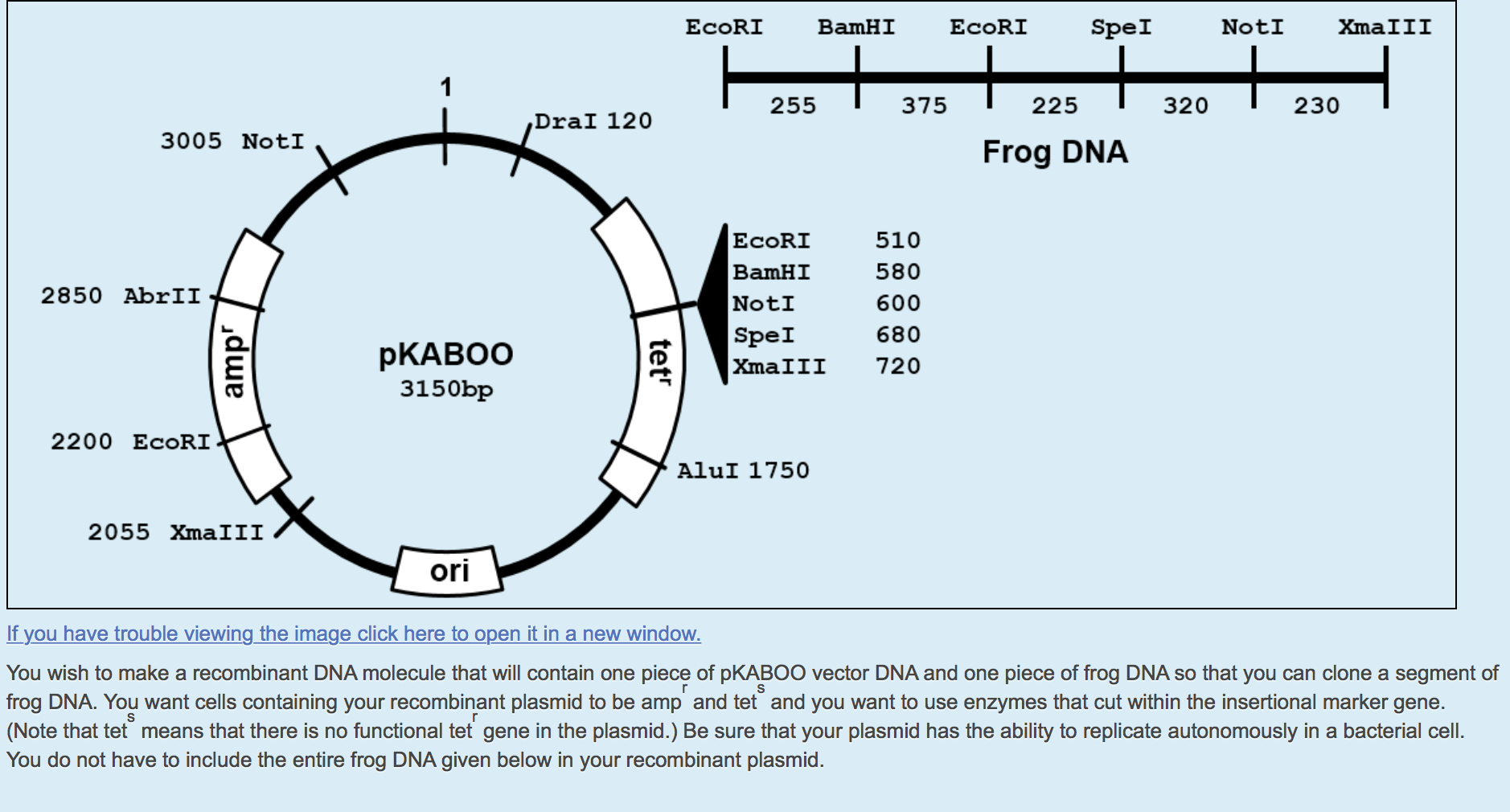 Question: Which two restriction enzymes would beused to clone a segment of frog DNA?What is the size of t...