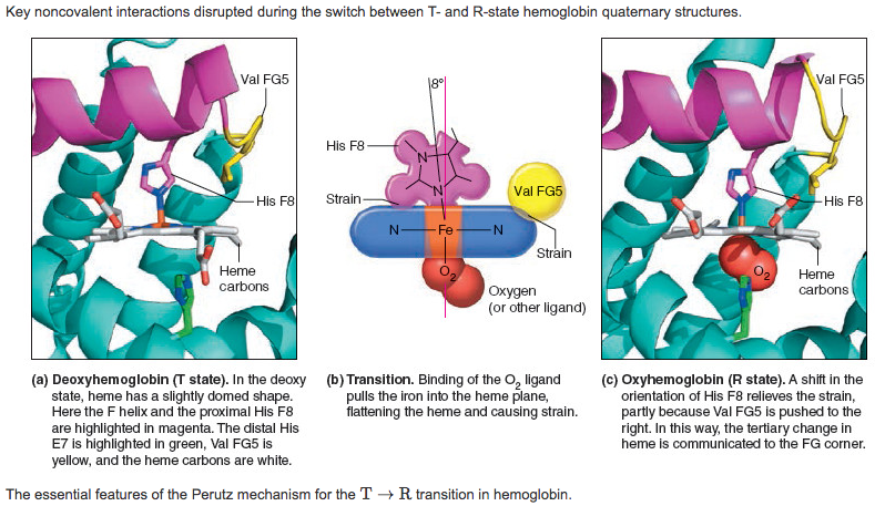 Solved Problem 7.7 2,3-BPG T-state Hemoglobin Hemes R-state 
