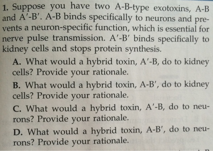 Question: Suppose you have two A-B-type exotoxins, A-B and A'-B'. A-B binds specifically to neurons and pre...