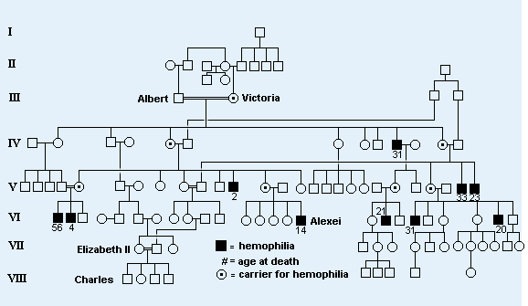 Dissertation about haemophilia 07 image