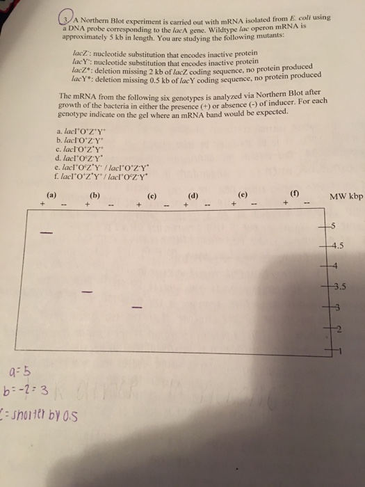 Question: A northern Blot experiment is carried out with mRNA isolated from E. coli using a DNA probe corre...