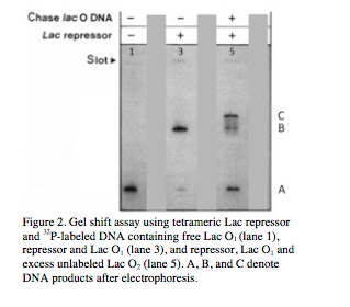 Question: 2. Modified from Fickert and Mulller-Hill (J. Mol. Biol.1992)Tetrameric Lac repressor binds to ...