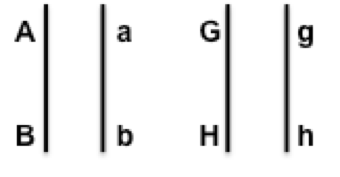 Question: Using legible drawings show the major steps ofmitosis that need to happen for this cell to produ...
