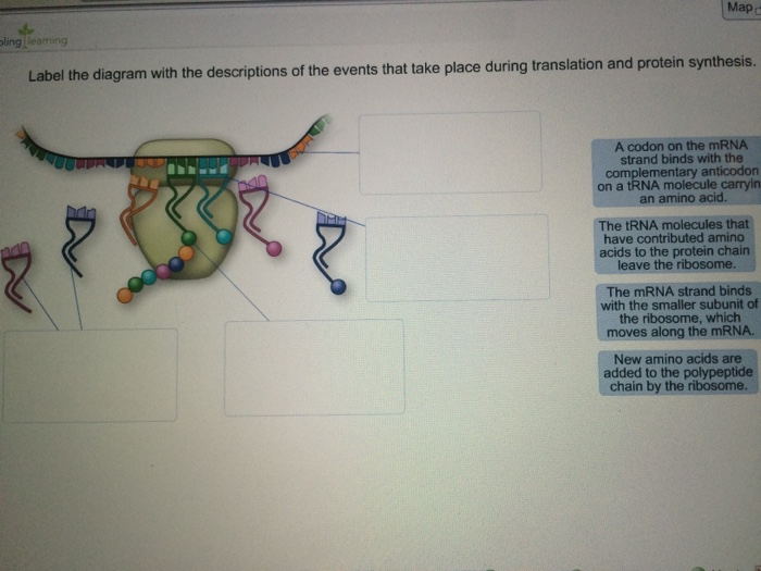 Question: Label the diagram with the descriptions of the events that take place during translation and prot...