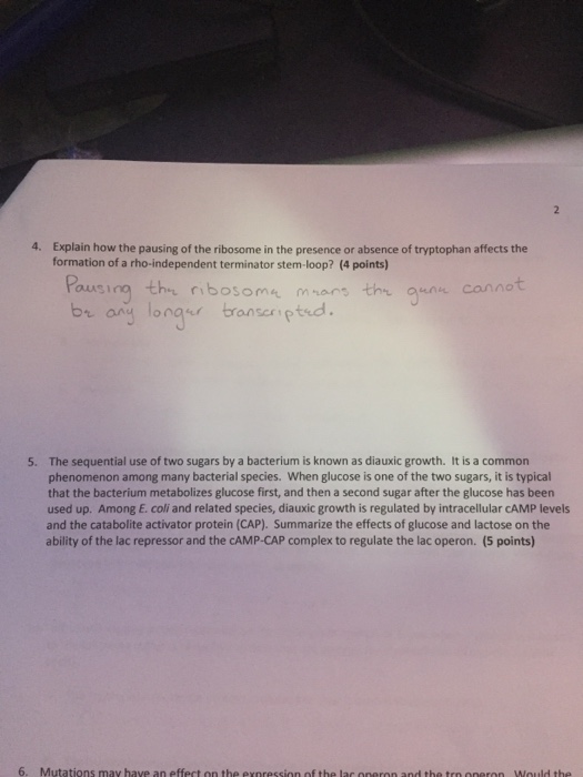 Question: Explain how the pausing of the ribosome in the presence or absence of tryptophan affects the form...