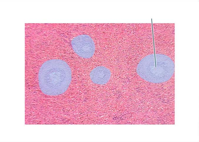 Question: Identify the highlighted structures.