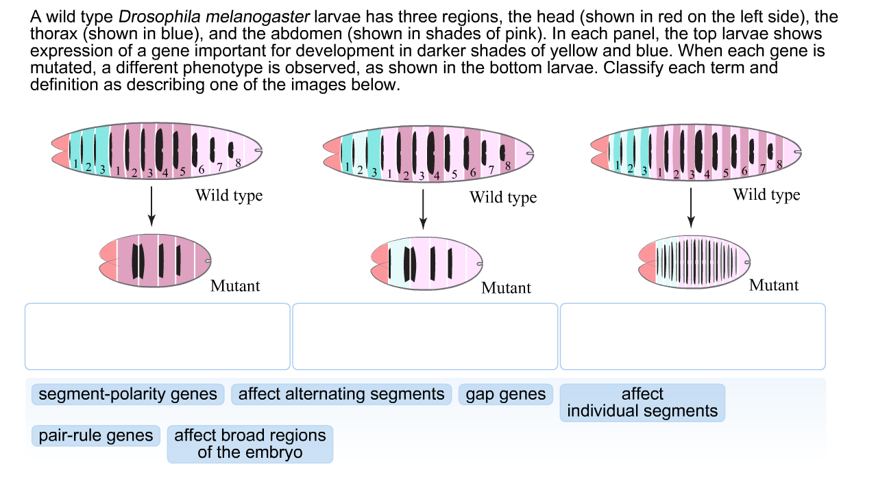 Solved A Wild Type Drosophila Melanogaster Larvae Has Thr...