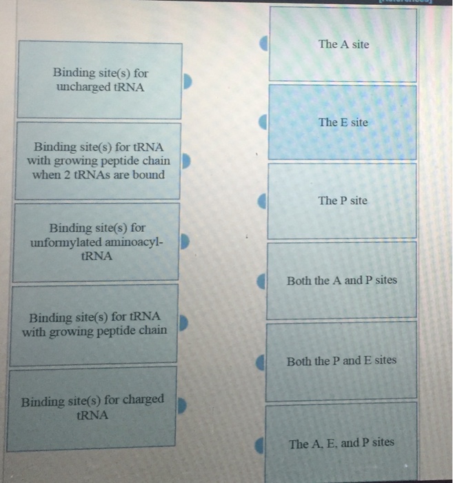 Question: The A site Binding site(s) for uncharged tRNA D The E site Binding site(s) for tRNA with growing ...