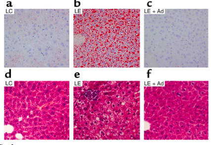Dandrade b feeding program dissertation 06 picture