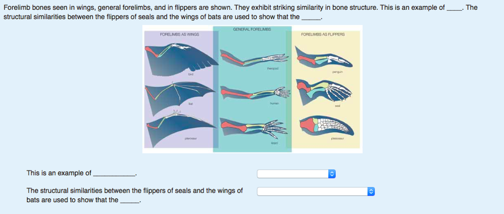 Question: Forelimb bones seen in wings, general forelimbs, and in flippers are shown. They exhibit striking...