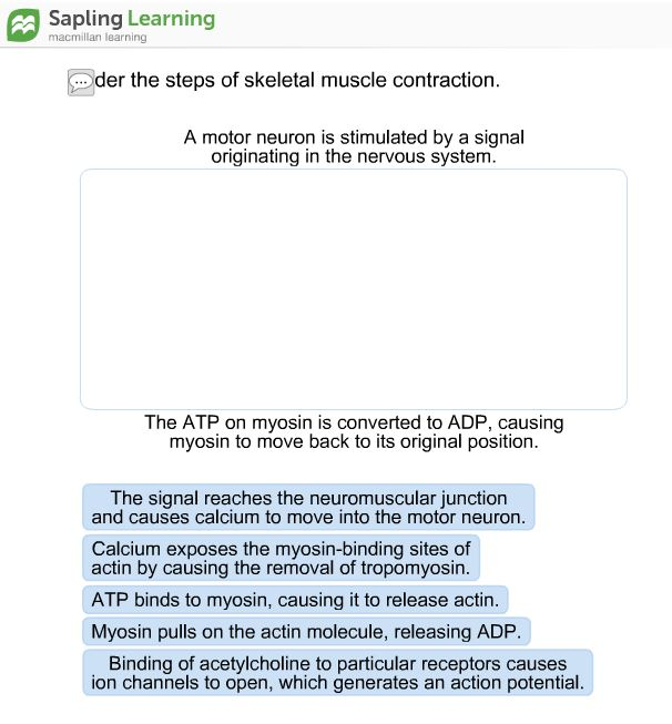 skeletal muscle contraction