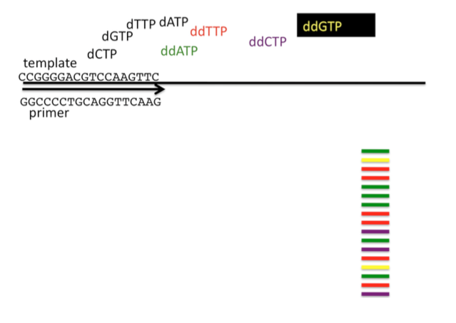 Question: 1) You have used Sanger sequencing to determinethe sequence of the genomic template below. Based...
