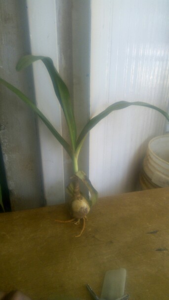 Snake that is poisonous and venomous image