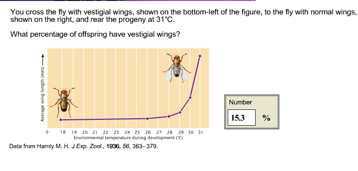 Question: You cross the fly with vestigial wings, shown on the bottom-left of the figure, to the fly with n...