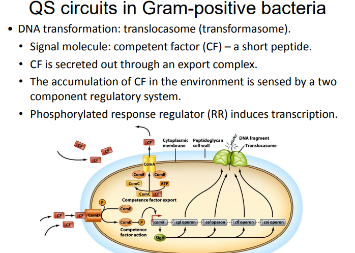 Question: Virulence genes in the pathogen Staphylococcus aureusare activated only when the cell density re...