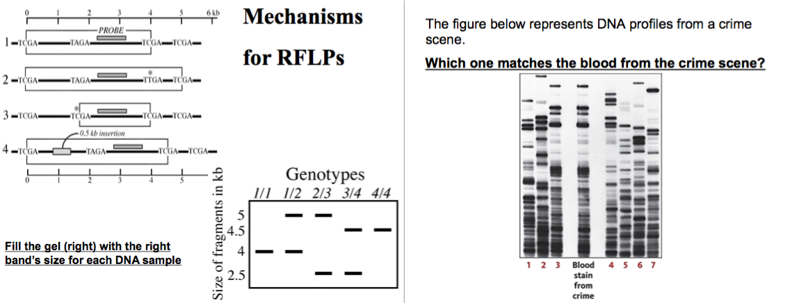 Question: EcoRi Cleavage Site1 ECORI Cleavage Site 2 EcoRi Cleavage Site 3 4 kb 5 kb DNA 1 EcoRi Mutated Cl...