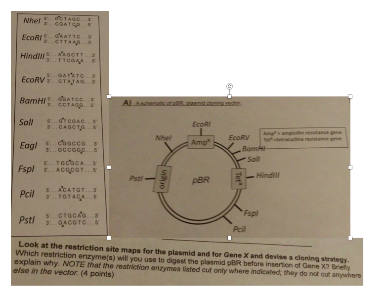 Question: A Schematic of pBR, plasmid cloning vector.  Look at the restriction site maps for the plasmid an...