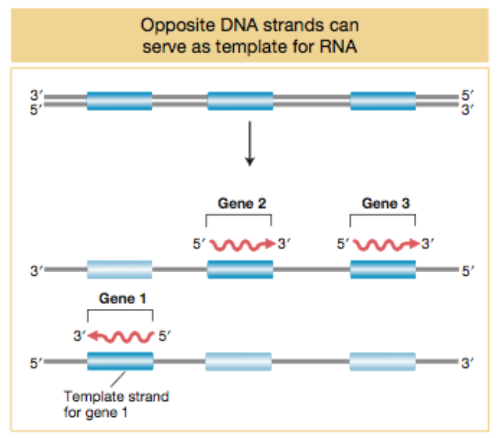 Question: Why are the arrows for genes 1 and 2 pointing in oppositedirections?