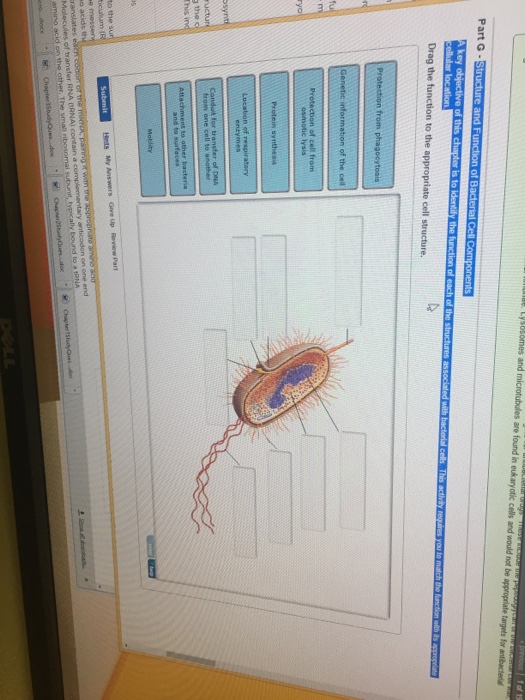 Bacterial cell wall is made up of image