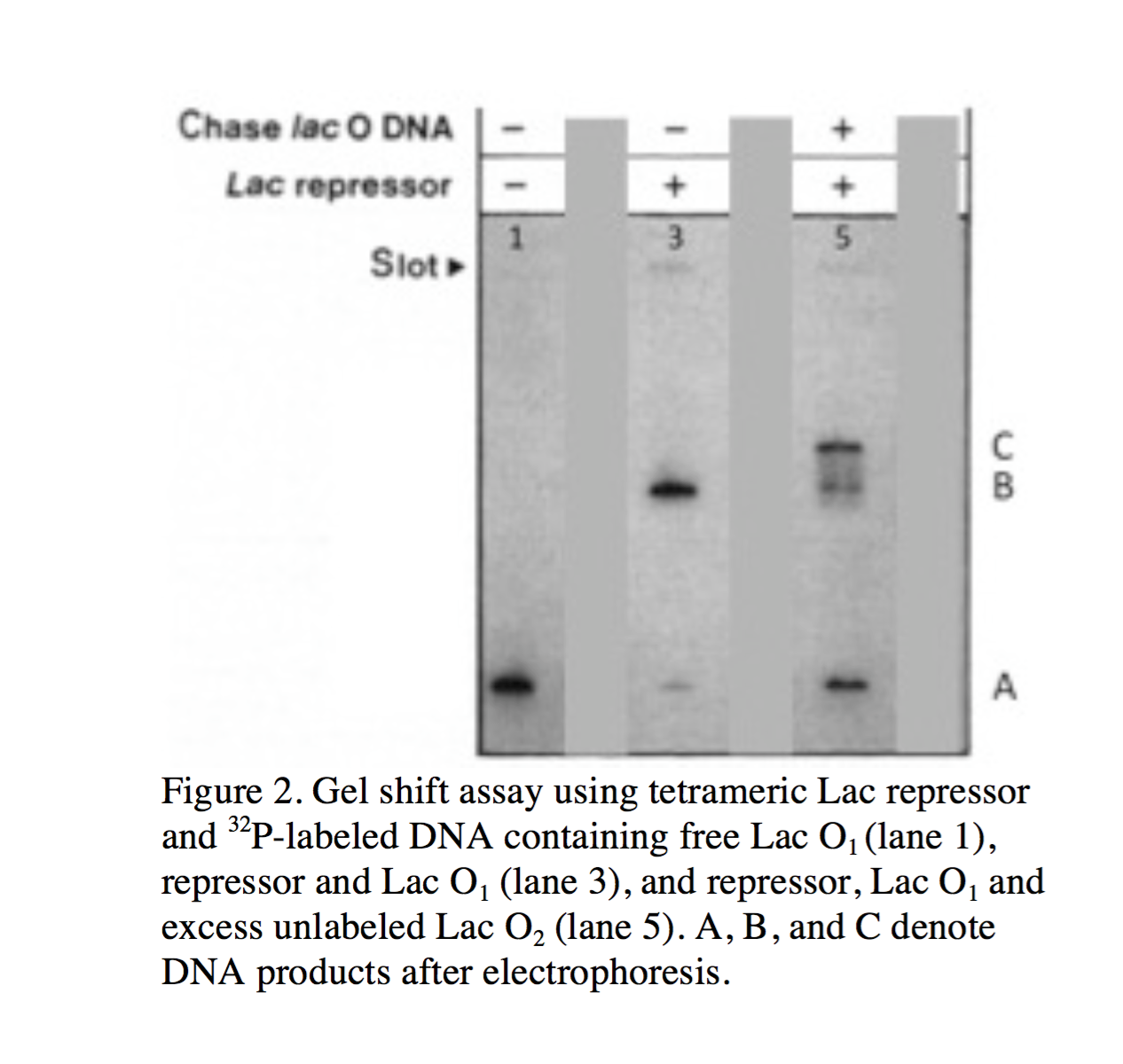 Question: 2. Modified from Fickert and Mulller-Hill (J. Mol. Biol. 1992)Tetrameric Lac repressor binds to ...