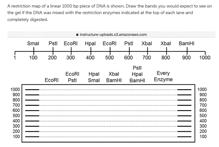 Question: A restriction map of a linear 1000 bp piece of DNA is shown. Draw the bands you would expect to s...