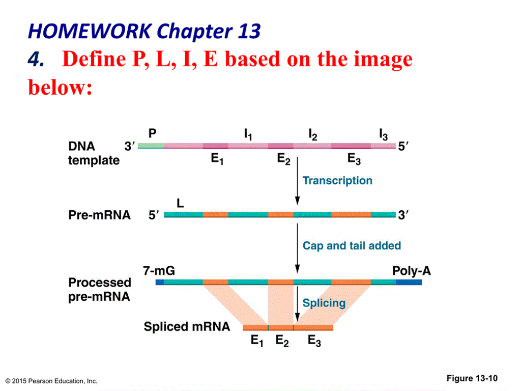 Question: HOMEWORK Chapter 13 4. Define P, L, I, E based on the image beloW. 3 DNA 3' template 3 Transcript...