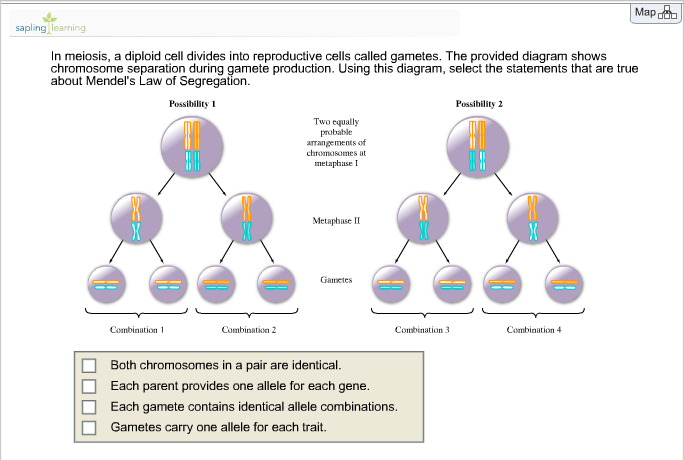 Question: Map pling n meiosis, a diploid cell divides into reproductive cells called gametes. The provided ...