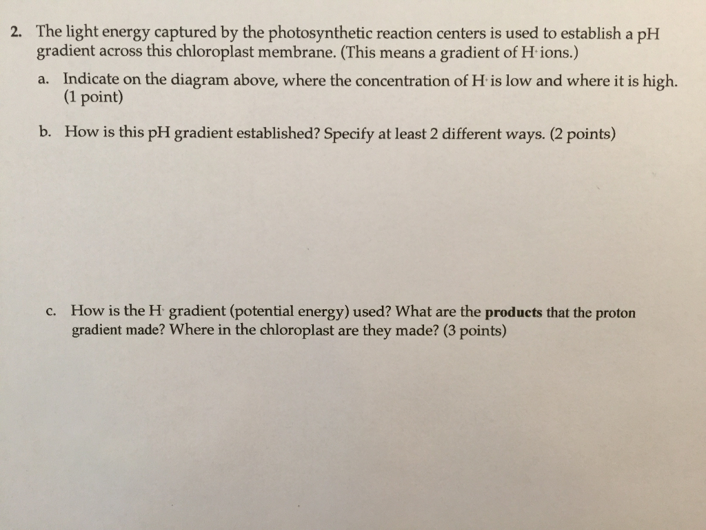 Solved owers the first steps of photosynthesis. followin s | Chegg.com