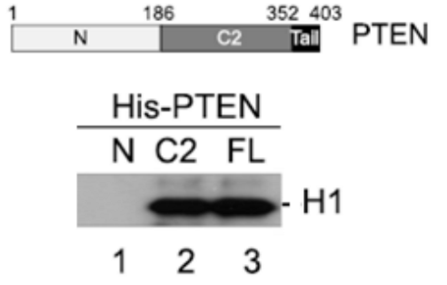 Question: The PTEN protein was further analyzed by creating proteinscorresponding to either only the NH2-t...