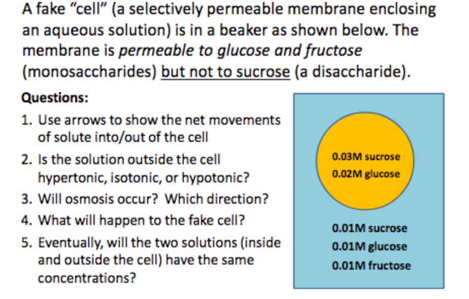 Question: A fake "cell" (a selectively permeable membrane enclosing an aqueous solution) is in a beaker as ...