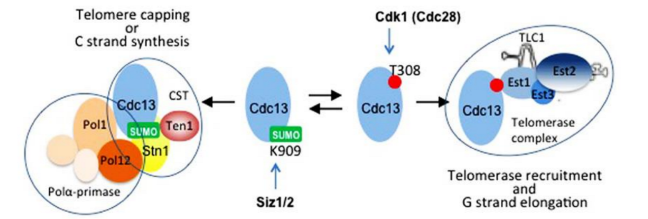 Question: Cdc13 forms separate complexes with different functions attelomeres. Cell cycle regulated post-t...