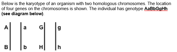 Question: Using legible drawings show the major steps ofmitosis that need to happen for this cell to produ...