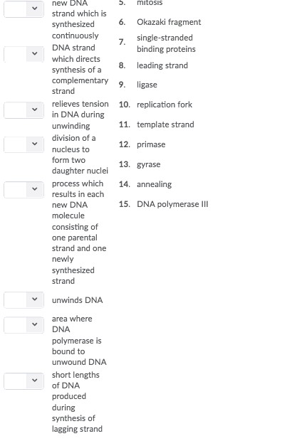 Question: Question 11 (15 points) Match each item with the correct statement below vremoves RNA primers new...