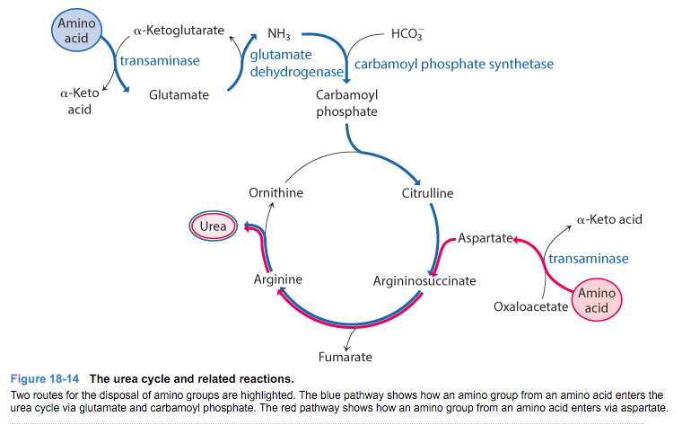 Question: Using Figure 18-14 and recycling the fumarate to oxaloacetate inthe citric acid cycle, determine...