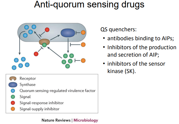 Question: Virulence genes in the pathogen Staphylococcus aureusare activated only when the cell density re...