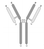Question: Antibodies (see picture) have several disulfide bonds. What typeof structures (primary, secondar...