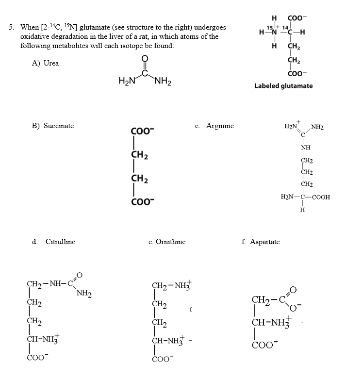 Question: When [2 -^14C, ^15N] glutamate (see structure to the right) undergoes oxidative degradation in th...