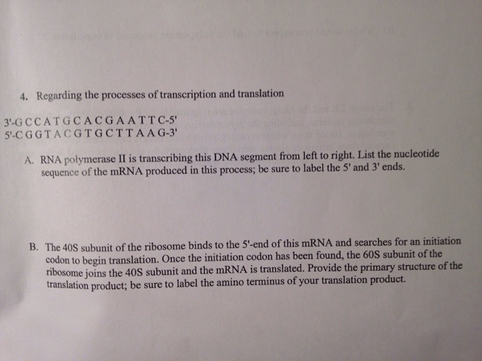 Question: Regarding the processes of transcription and translation  3'-GCCATOCACGAATTC-5'  5'-CGGTATGTGCTTA...