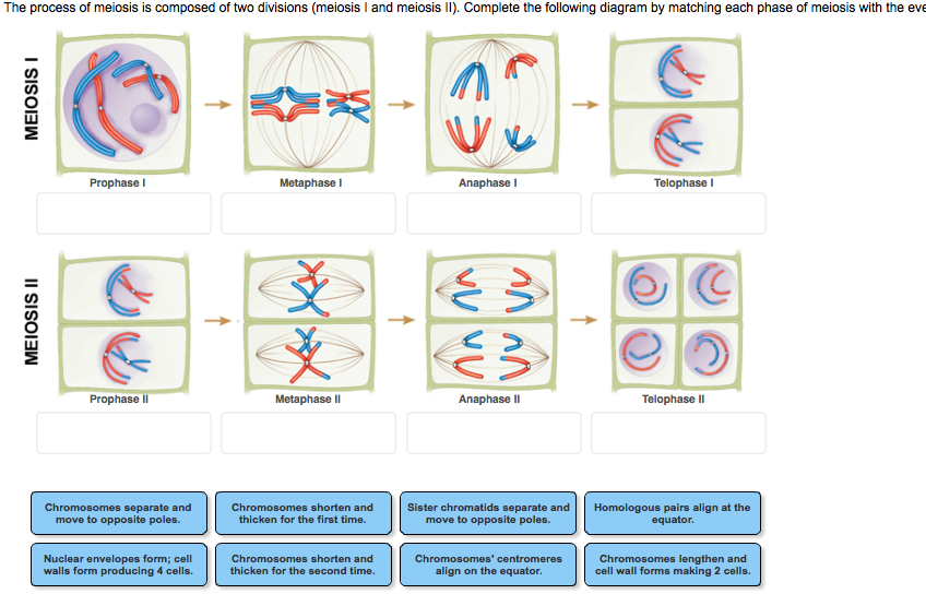 Meiosis homework help
