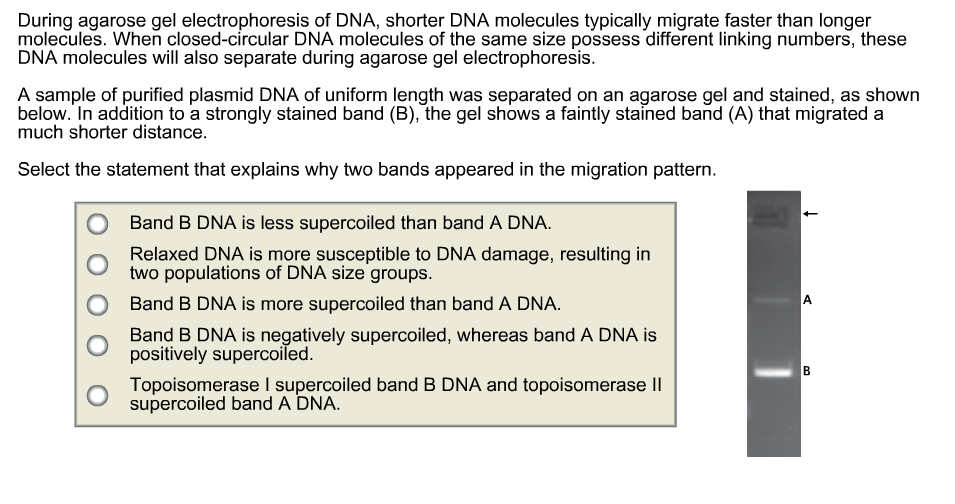 agarose gel electrophoresis