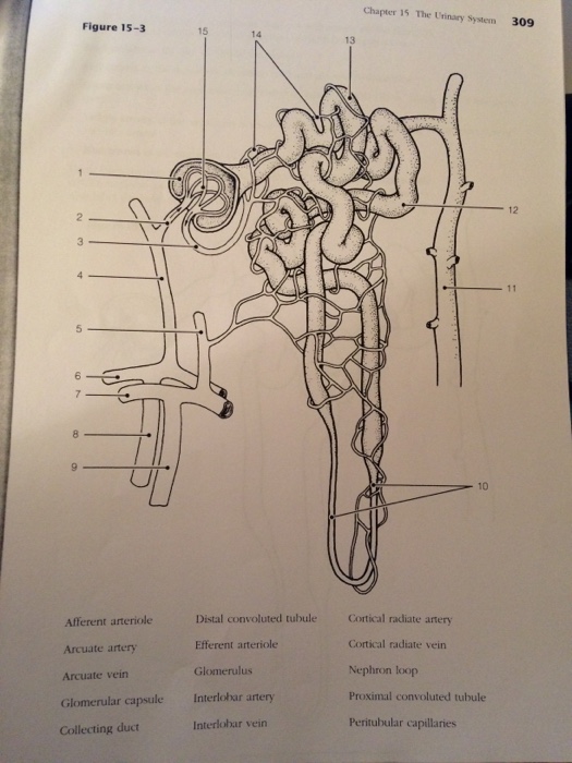 Solved Chapter 15 The Urinary System 309 Figure 15 3 14 A Chegg