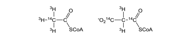 Question: Consider a preparation that contains all the enzymes andcofactors necessary for the biosynthesis...