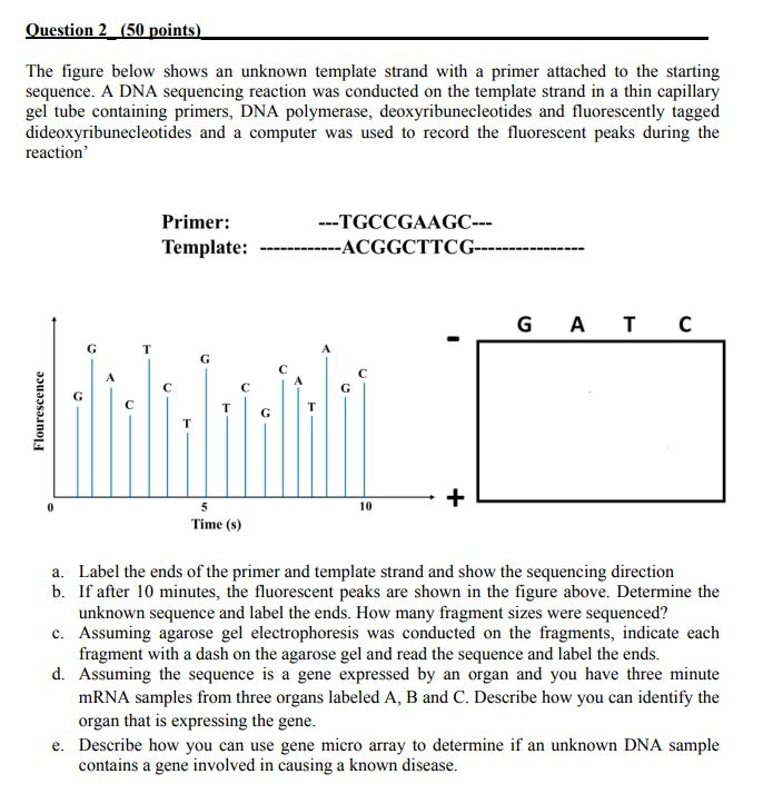 Question: ****Intro to Biotech****The answers shouldn't be longer than a sentence or two!