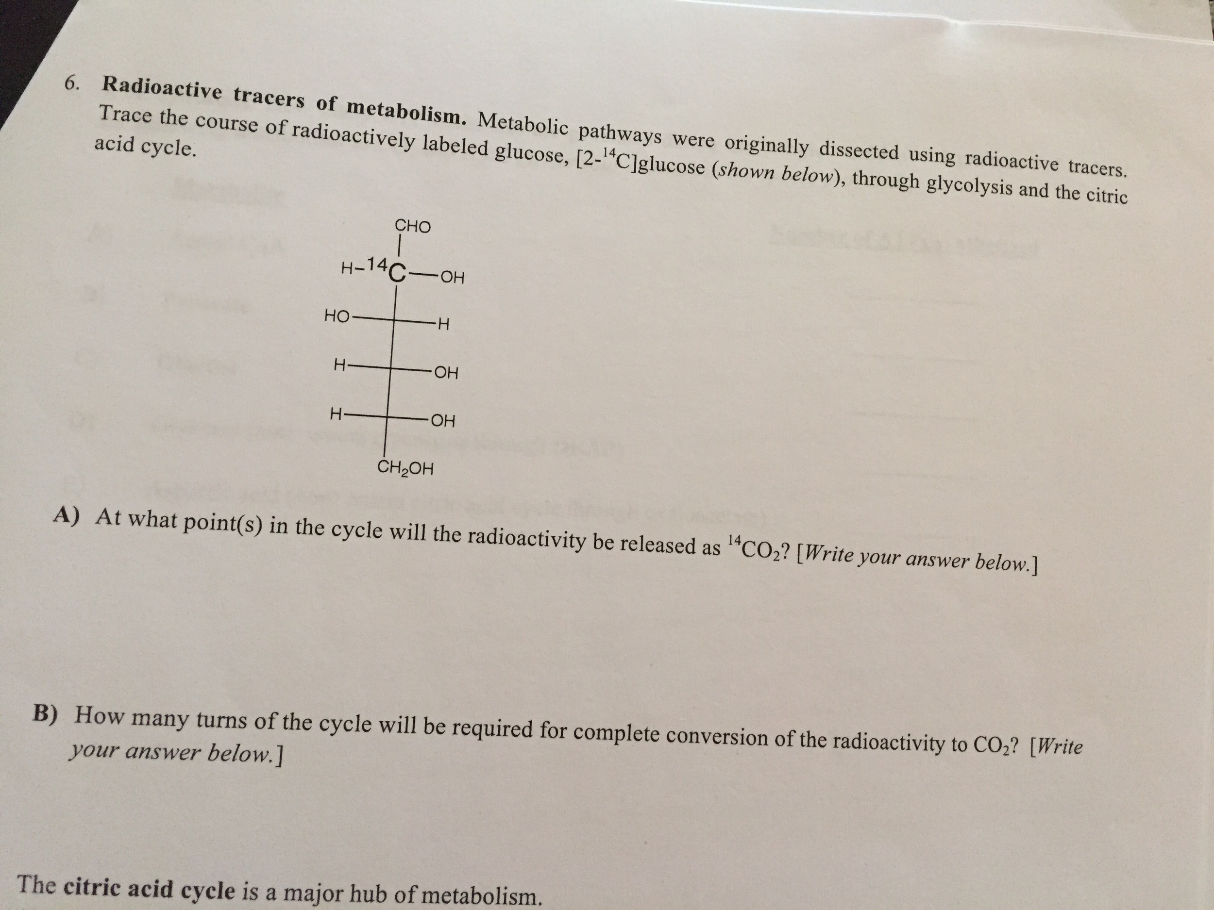 Question: Metabolic pathways were originally dissected using radioactivetracers. Trace the course of radio...