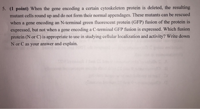 Question: When the gene encoding certain cytoskeleton protein isdeleted, the resulting mutant cells round ...